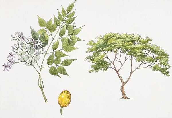 Persian Lilac (Melia azedarach) plant with flower, leaf and drupe, illustration