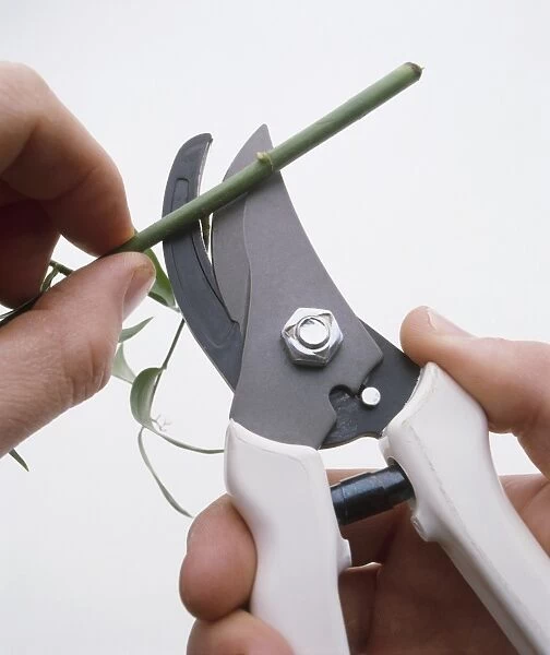 Person cutting lower leaves from stem with secateurs, close-up