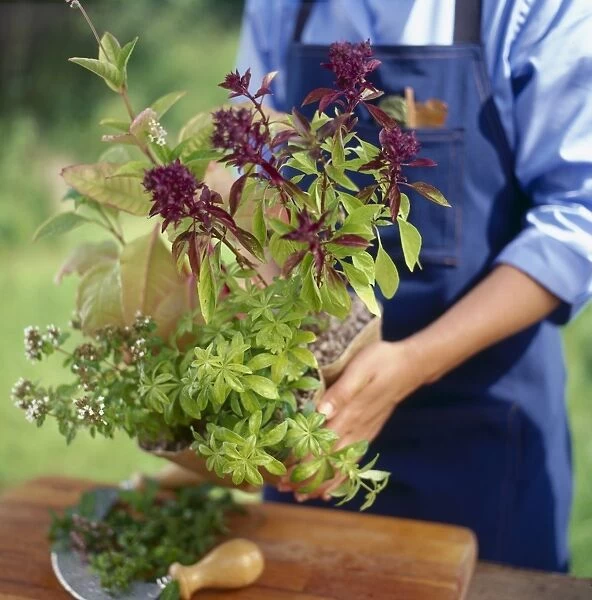 Person holding pot of herbs, Eastern Basil and Sweet Wood ruff