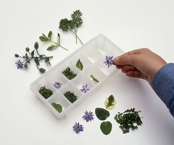 Person placing borage flowers and other herbs in ice cube tray