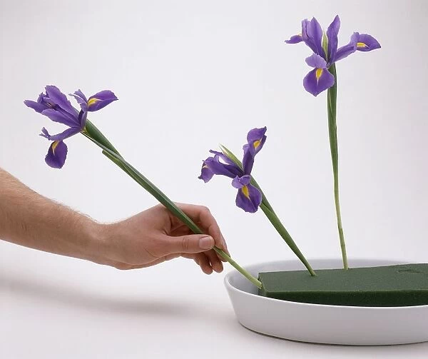 Person pushing Iris flowers into plastic foam