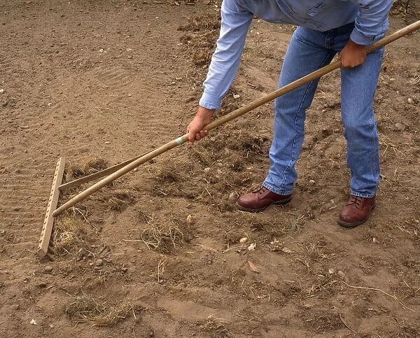 Person raking perennial weeds in field