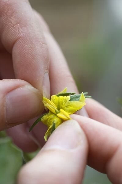 Person removing anthers from yellow tomato flower, close-up