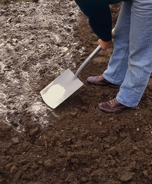 Person spreading lime over surface of soil with spade