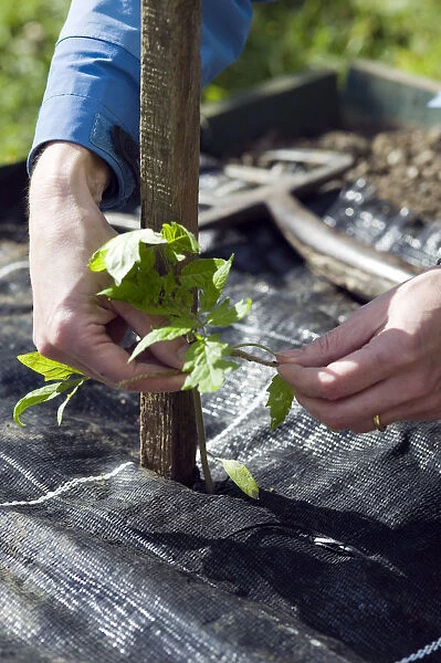 Person tying tomato plant seedling to wooden support above mulch sheet