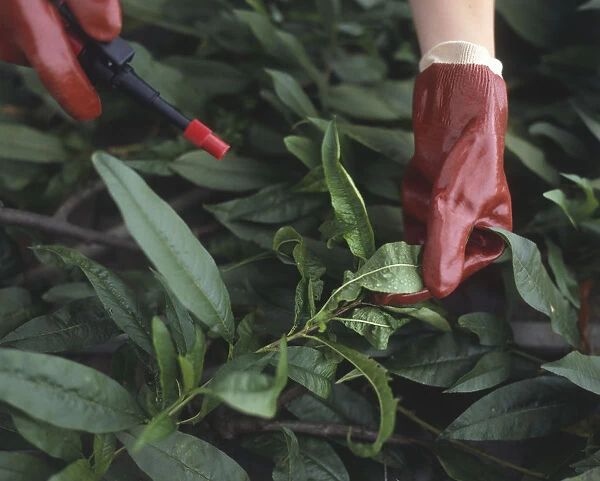 Person wearing protective gloves while spraying chemicals onto leaves
