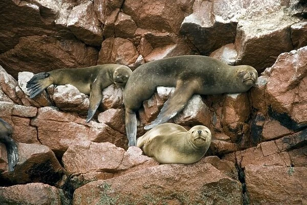 Peru, Islas Ballestas, sea lions resting on rocks