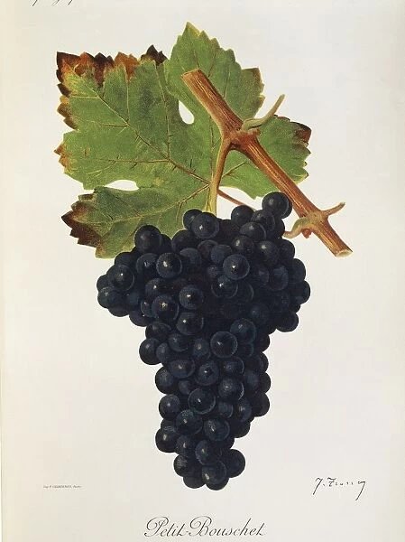 Petit Bouschet grape, illustration by J. Troncy