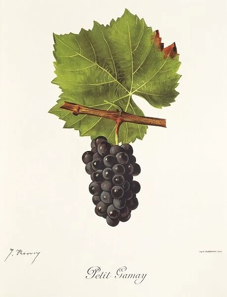 Petit Gamay grape, illustration by J. Troncy