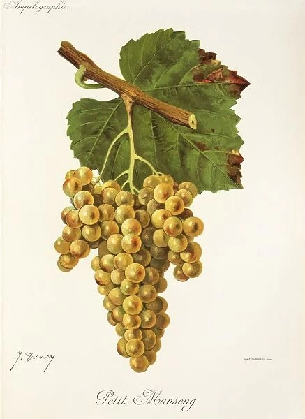 Petit Manseng grape, illustration by J. Troncy
