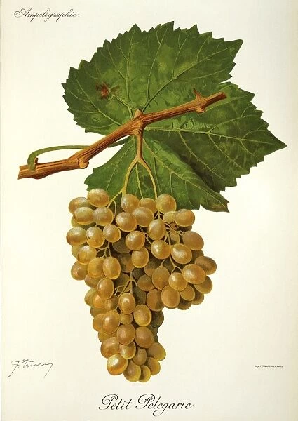 Petit Pelegarie grape, illustration by J. Troncy