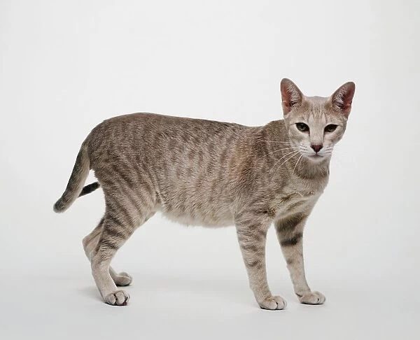 Pewter Egyptian Mau cat with green eyes, typical of the breed