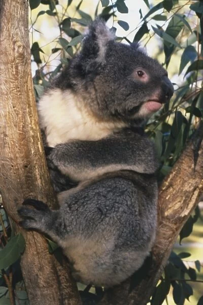 Phascolarctos cinereus (Koala). Family Phascolarctidae. Koala in a tree at Lone Oine Koala Sanctuary, Brisbane, Australia. Order Marsupialia has been divided into several different orders; the koala belongs to order Diprotodontia