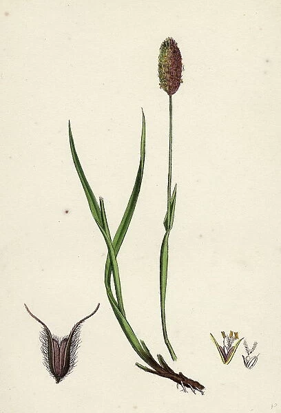 Phleum alpinum, Alpine Timothy-grass