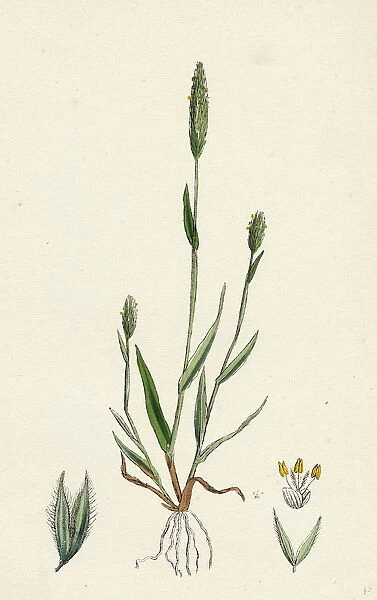 Phleum arenarium, Sand Timothy-grass