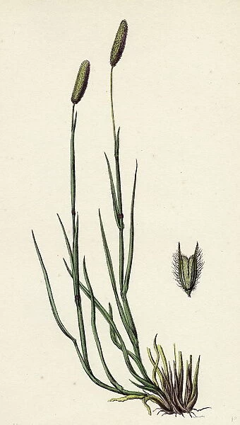 Phleum pratense, var. nodosum, Common Timothy-grass, var. B