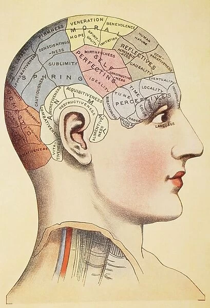 A Phrenological Map Of The Human Brain