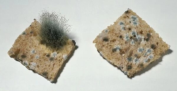 A piece of square shaped wholemeal bread that has mould and hair growing on it