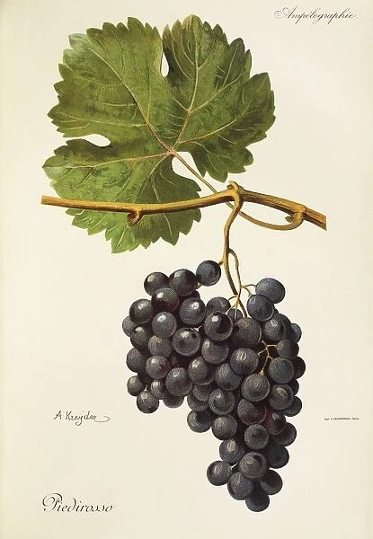 Piedirosso grape, illustration by A. Kreyder