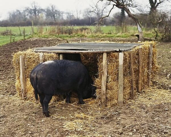Pig standing at entrance to straw bale sty with corrugated roof in dry mud enclosure