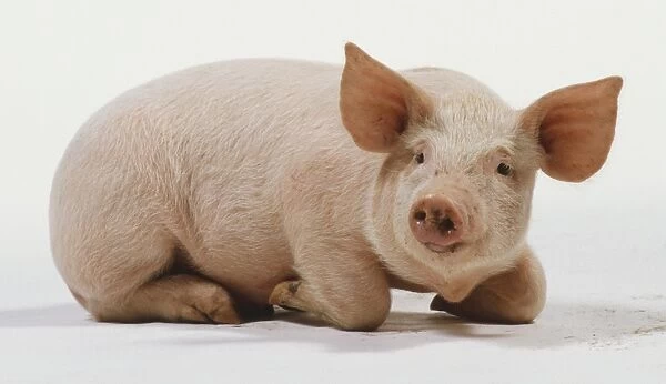 Piglet, Landrace variety, aged 6 weeks, pink skin with white hairs, large ears, large nostrils on wet pink snout, lying down, legs bend under body, front view