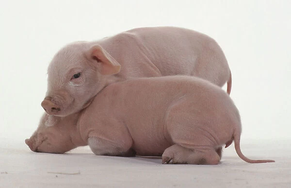 Two piglets, Landrace variety, aged 2 days, pink skin with white hairs, thin tail, one piglet lying down sleeping, the other climbing over piglet to play, side view