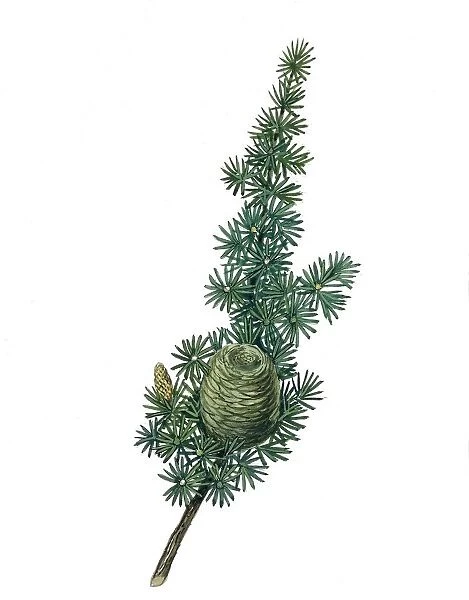 Pinaceae, Leaves and cones of Cyprus Cedar Cedrus brevifolia, illustration