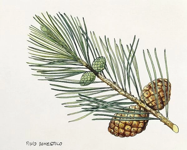 Pinaceae, Leaves and cones of Stone Pine Pinus pinea, illustration