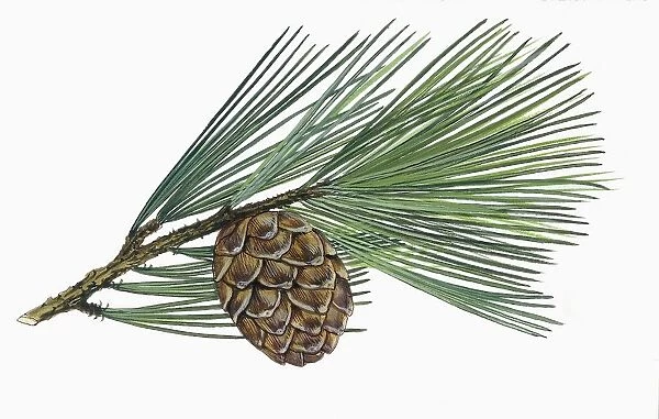Pinaceae, Leaves and cones of Swiss pine Pinus Cembra, illustration