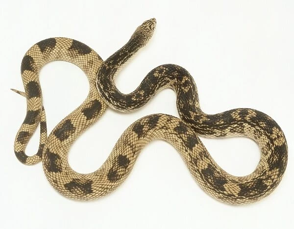Pine snake (Pituophis melanoleucus), writhing, view from above