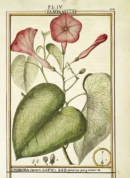 Pink Morning Glory (Ipomoea Carnea), watercolour by Delahaye, 1789
