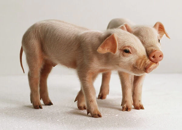 Two pink piglets, standing, facing forwards and in profile