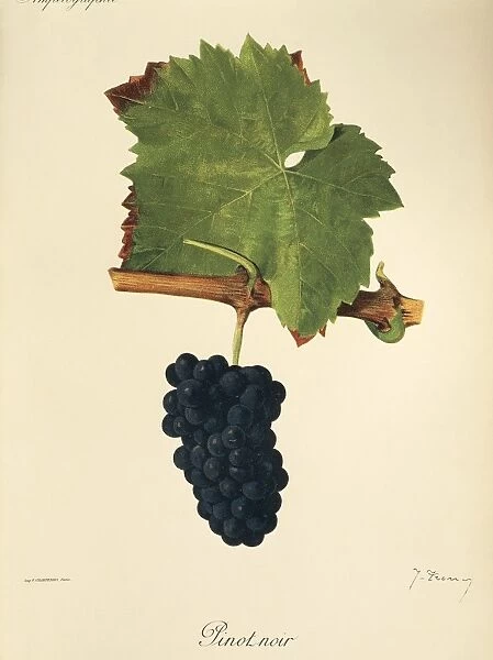 Pinot Noir grape, illustration by J. Troncy