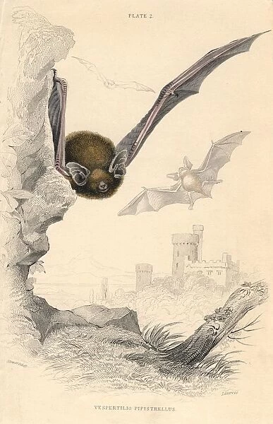 Pipistrelle Bat (Pipistrellus pipistrellus), small mouse-like flying mammal. From British Quadrupeds