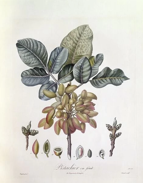 Pistachio (Pistacia vera), Henry Louis Duhamel du Monceau, botanical plate by Pierre Jean Francois Turpin