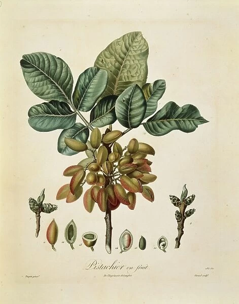 Pistachio (Pistacia vera), illustration by Francois Turpin
