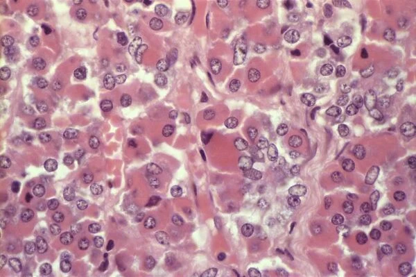 Pituitary cells stained with eosin and haemotoxylin