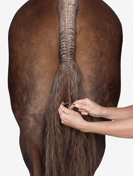 Plaiting the tail of a horse, close-up