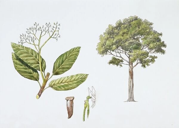 Plant with flowers, leaves and achene, illustration