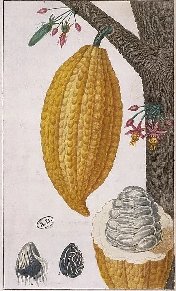 Plant and fruit of Cacao tree Theobroma cacao, color print