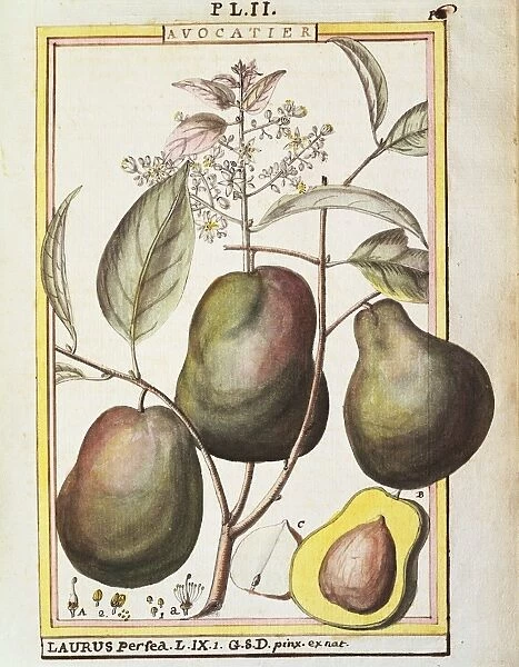 Plant with fruits, watercolor