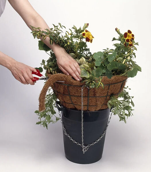 Planting a hanging basket, close-up