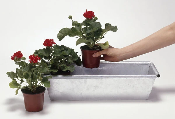 Planting a window box with red geraniums
