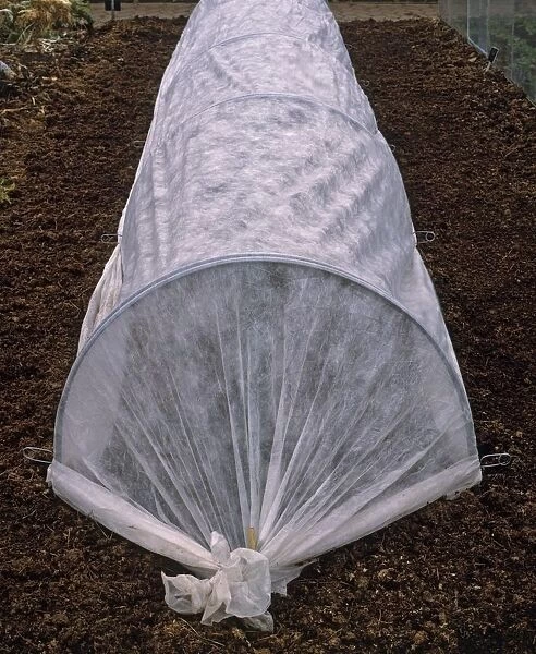 Plastic sheet tunnel cloche on mulch tied at front