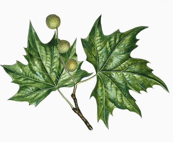 Platanaceae, Leaves and fruits of Plane Platanus, illustration