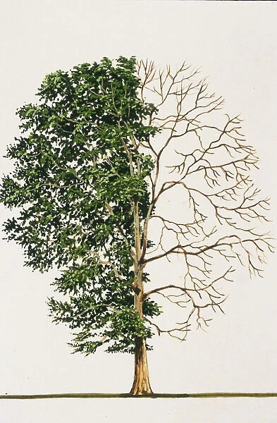 Platanus occidentalis (American sycamore)