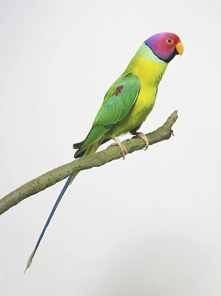 Plum-headed Parakeet (Psittacula cyanocephala) perched on branch, side view