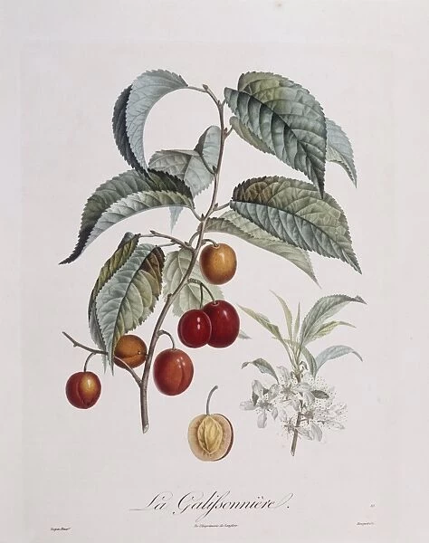 Plum La Galifsonniere Henry Louis Duhamel du Monceau, botanical plate by Pierre Jean Francois Turpin