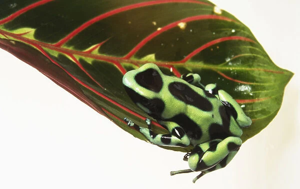 Poison Dart Frog (Dendrobatidae) sitting on leaf