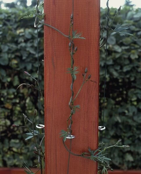 Detail of pole from pergola with stabilising wire for climbing plants to latch onto, close-up